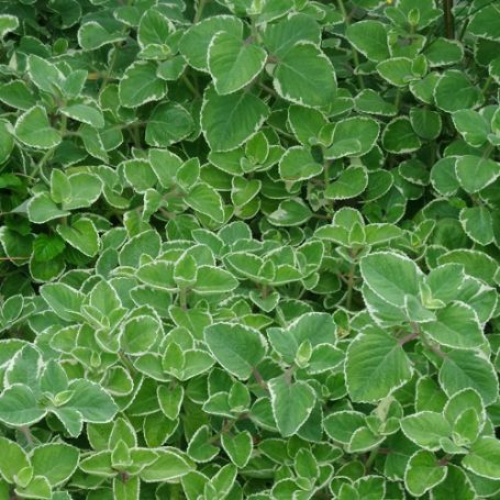 Picture of Variegated Oregano Herb Plant