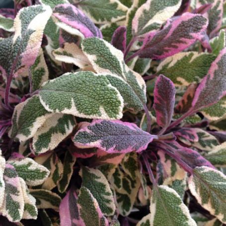 Picture of Tricolor Sage Herb Plant