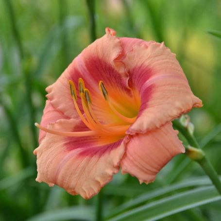 Picture of Strawberry Candy Hemerocallis Plant
