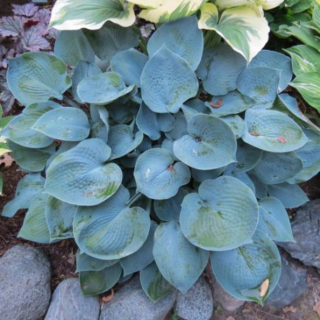 Picture of Hadspen Blue Hosta Plant