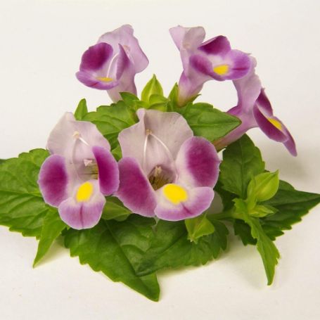 Picture of Rose Moon Torenia Plant