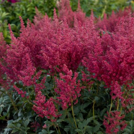 Picture of Montgomery Astilbe Plant