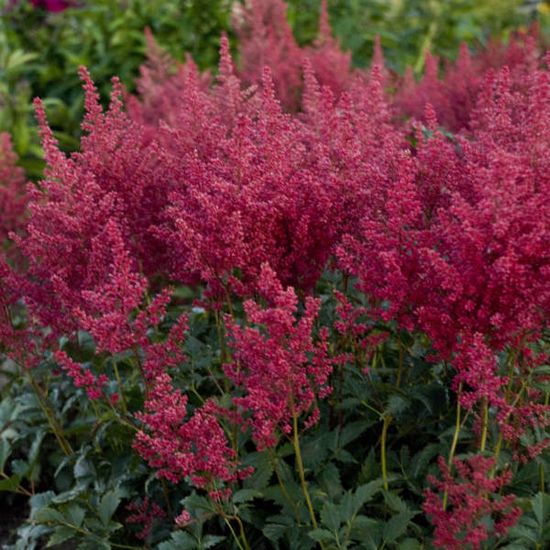 Picture of Montgomery Astilbe Plant