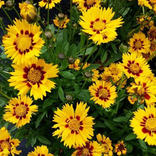 Picture of Heliot Coreopsis Plant