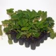 Picture of Sweet Charlie Strawberry Plant - 25-Count Tray