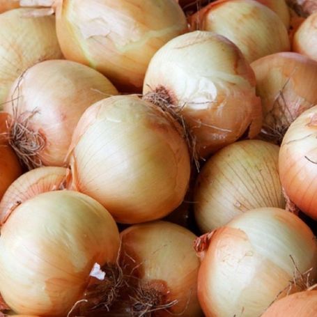 Picture of Yellow Sweet Spanish Onion