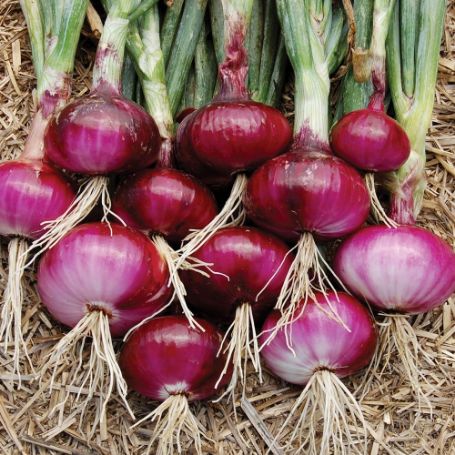 Picture of Red Burgundy Onion