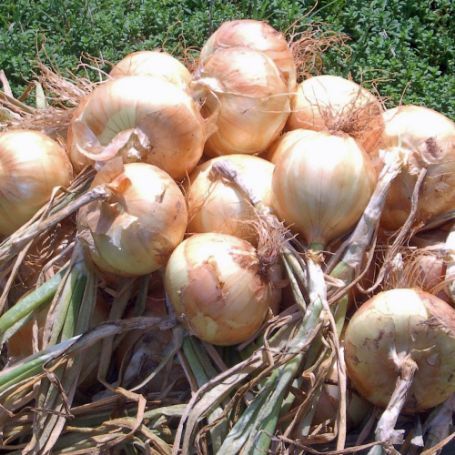 Picture of Yellow Granex Onion
