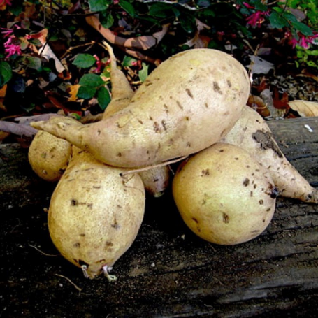 Picture of Nancy Hall Sweet Potato