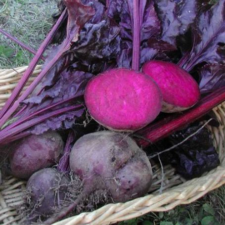 Picture of Bull's Blood Red Beet Plant