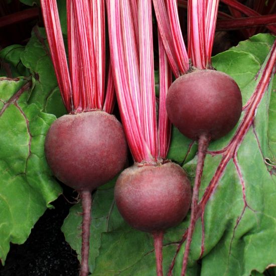 Picture of Detroit Dark Red Beet Plant