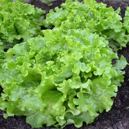 Picture of Green Ice Lettuce Plant