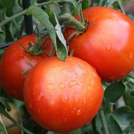Picture of Siberian Tomato Plant