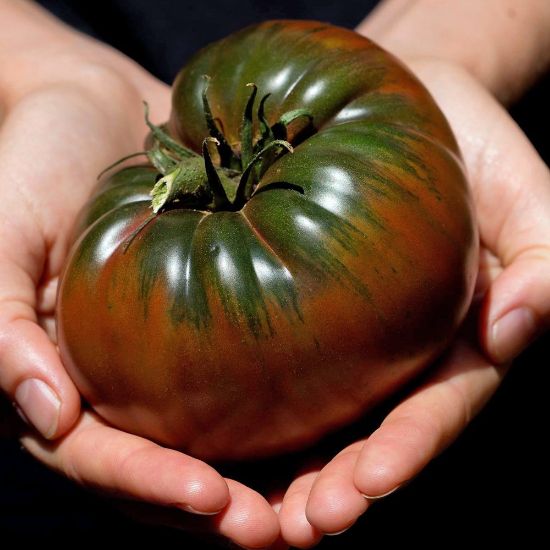 Picture of Black Krim Tomato Plant