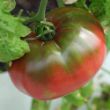 Picture of Cherokee Purple Tomato Plant