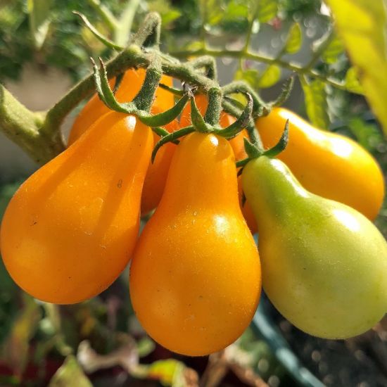 Picture of Yellow Pear Tomato Plant