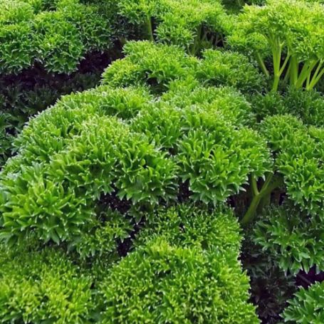 Picture of Triple Curled Parsley Herb Plant