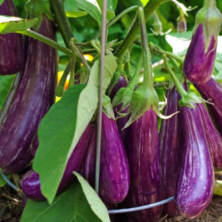 Picture of Fairy Tale Eggplant Plant