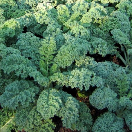 Picture of Blue Curled Scotch Kale Plant