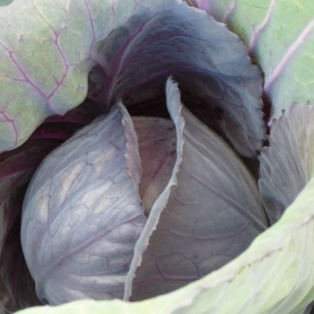 Picture of Red Acre Cabbage Plant