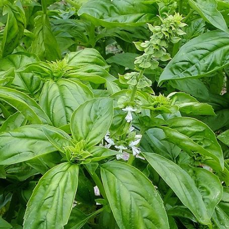 Picture of Genovese Basil Herb Plant