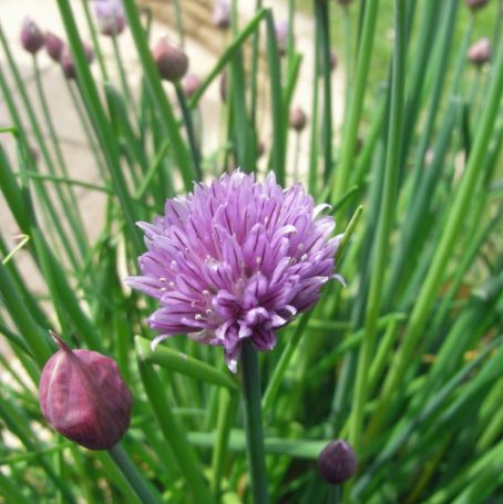 Picture of Chive Herb Plant
