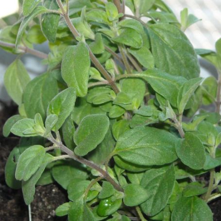 Picture of Sweet Marjoram Herb Plant