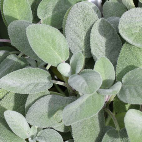 Picture of Berggarten Sage Herb Plant