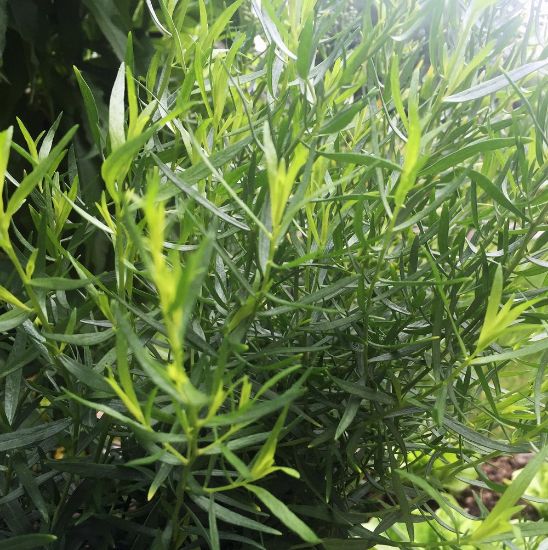Picture of French Tarragon Herb Plant