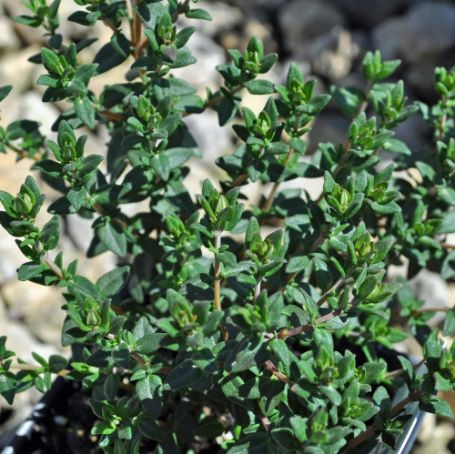Picture of French Thyme Herb Plant