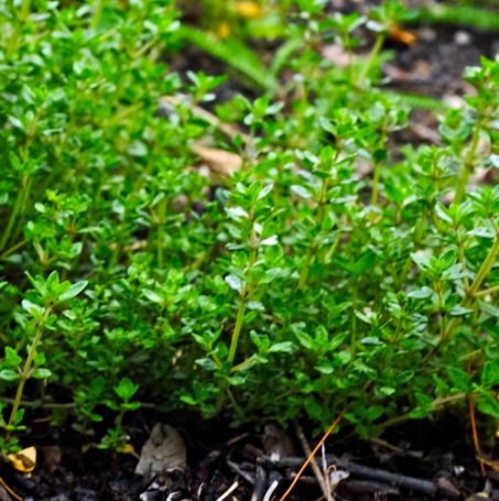 Picture of English Thyme Herb Plant