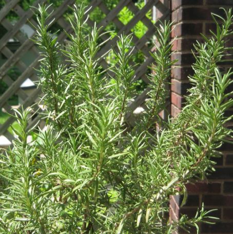 Picture of Hill Hardy Rosemary Herb Plant