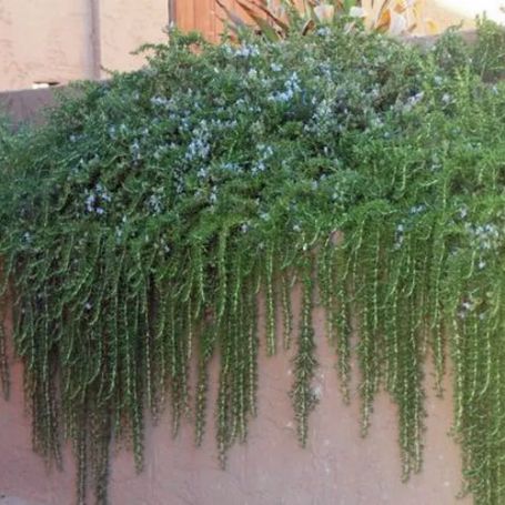 Picture of Huntington Carpet Rosemary Herb Plant