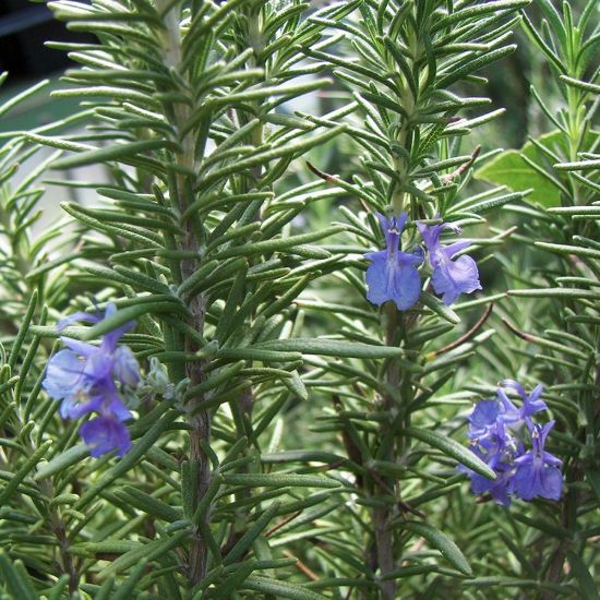 Picture of Tuscan Blue Rosemary Herb Plant