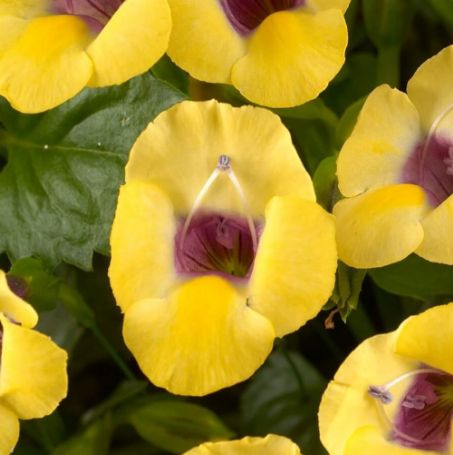 Picture of Yellow Moon Torenia Plant