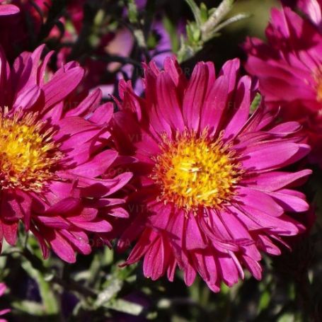 Picture of Island® Bahamas Aster Plant