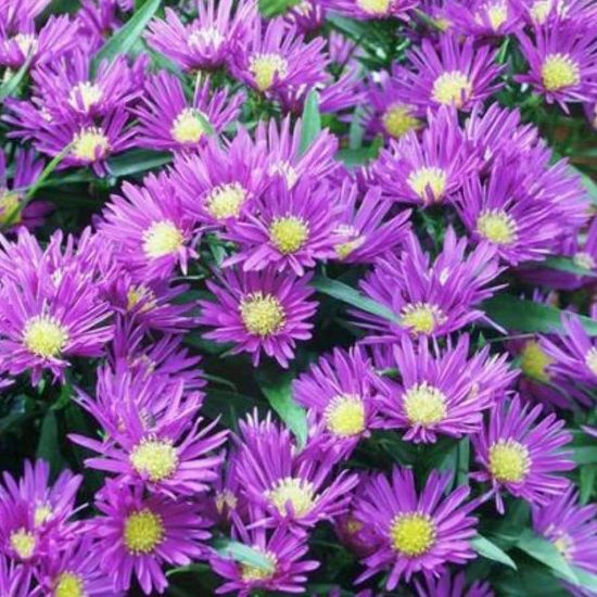 Picture of Island® Samoa Aster Plant