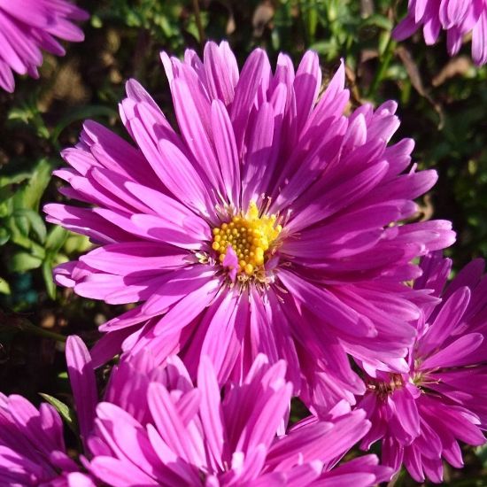 Picture of Island® Tonga Aster Plant