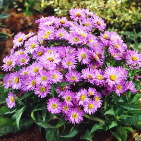 Picture of Island® Barbados Aster Plant