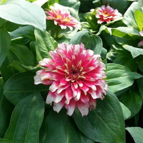 Picture of Swizzle Cherry and Ivory Zinnia Plant