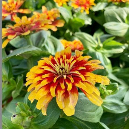 Picture of Swizzle Scarlet and Yellow Zinnia Plant