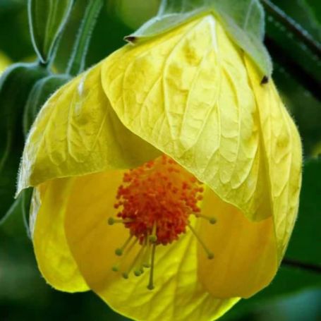 Picture of Yellow Bells Abutilon Plant