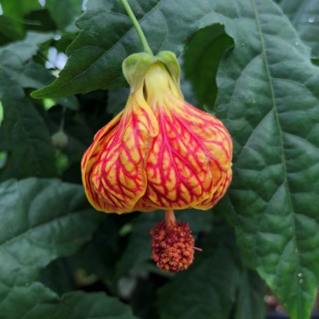 Picture of Red Tiger Abutilon Plant