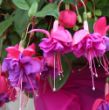 Picture of Blue Eyes Fuchsia Plant