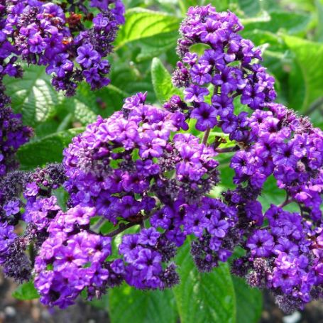 Picture of Fragrant Delight Heliotrope Plant