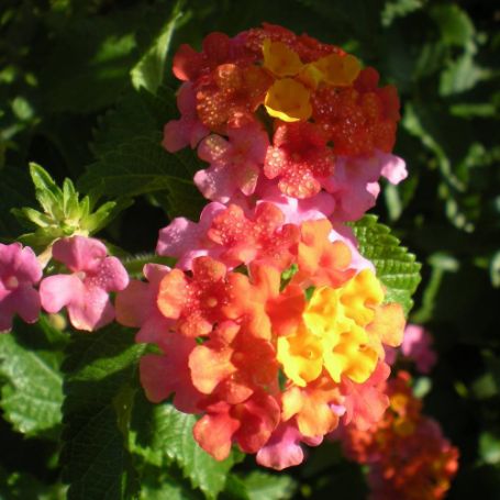 Picture of Son Sonset Lantana Plant
