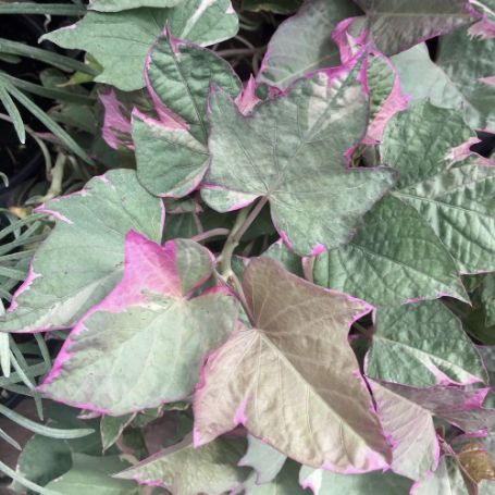 Picture of Tricolor Ipomoea Plant