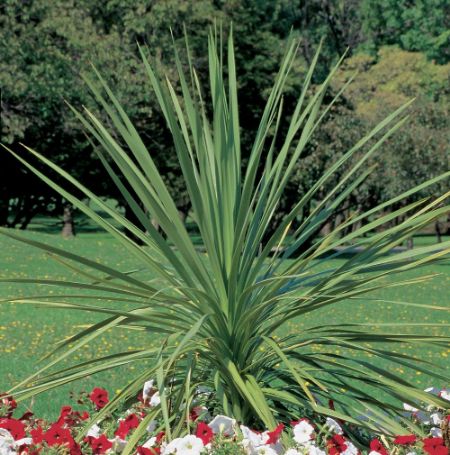 Picture of Indivisa Spikes Dracaena Plant