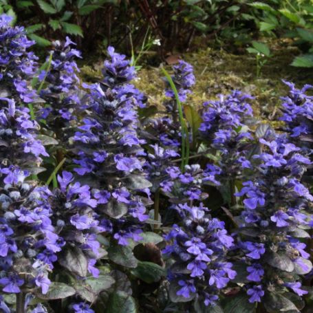 Picture of Catlin's Giant Ajuga Plant