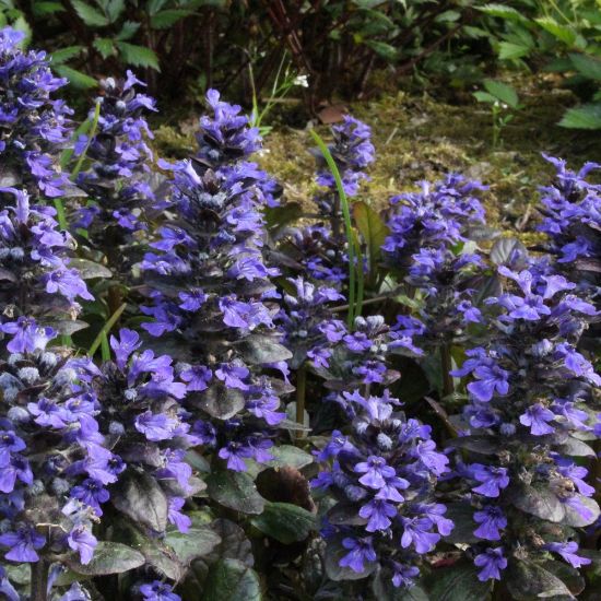 Picture of Catlin's Giant Ajuga Plant